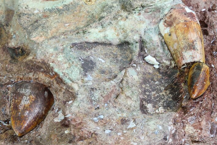 Two Phytosaur (Redondasaurus) Teeth In Sandstone - New Mexico #70489